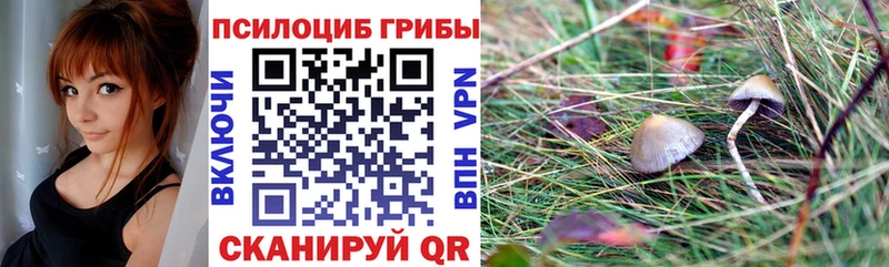 где продают наркотики  Велиж  Галлюциногенные грибы Cubensis 